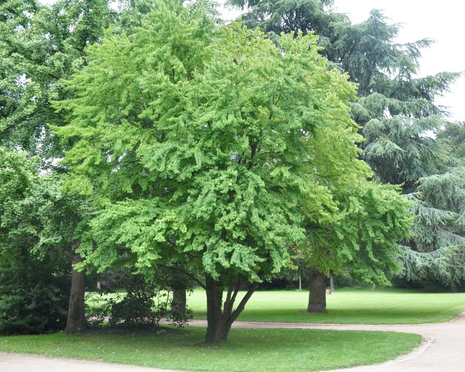 Багряник японский дерево