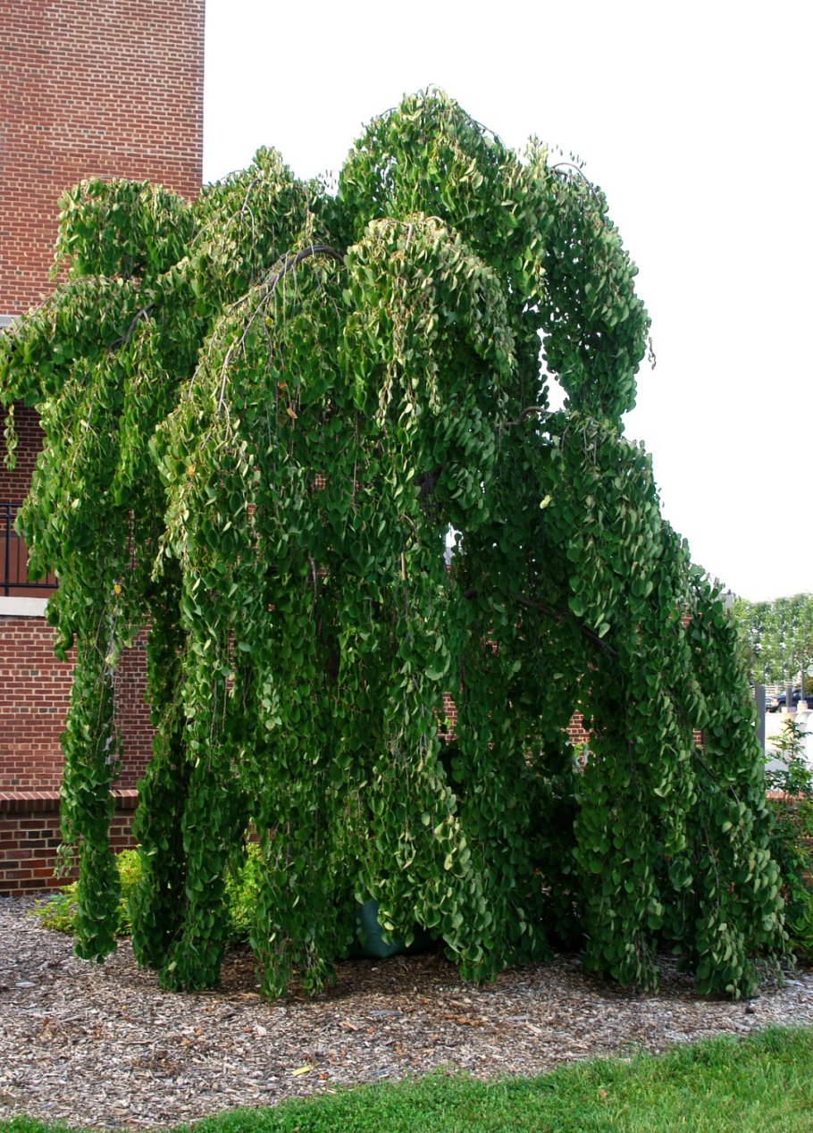 Cercidiphyllum japonicum