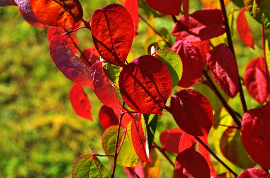 Cercidiphyllum japonicum (Церцидифиллум)