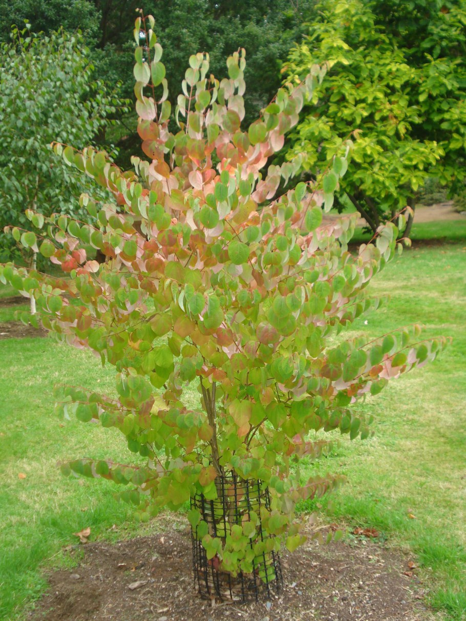 Багрянник японский Cercidiphyllum japonicum