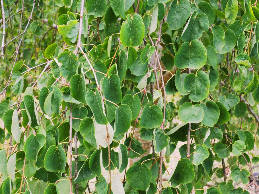 Katsura Tree осенью