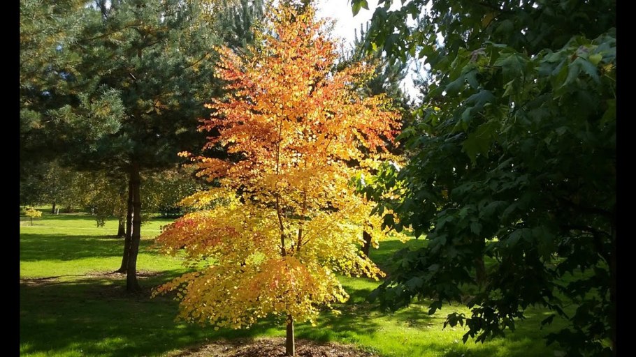 Багряник японский