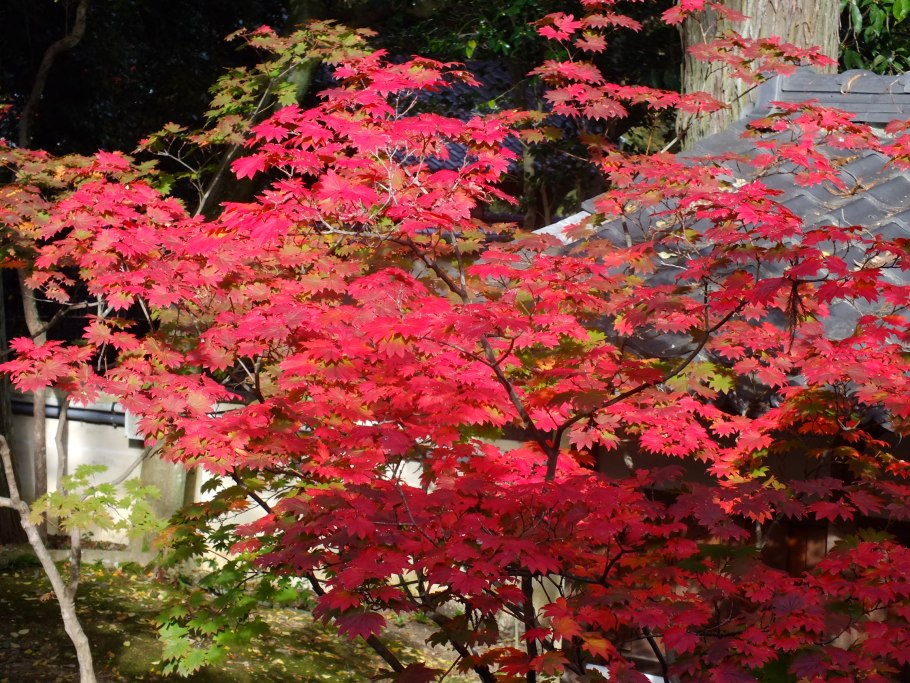 Багряник японский Glowball