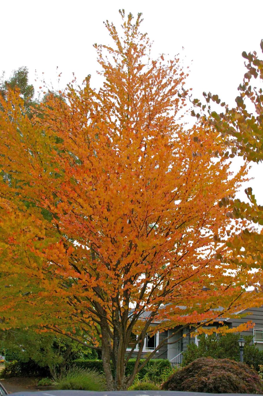 Багрянник японский Cercidiphyllum japonicum