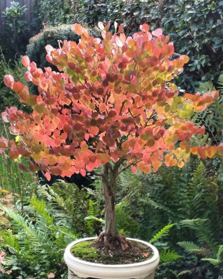 Cercidiphyllum japonicum багряник японский