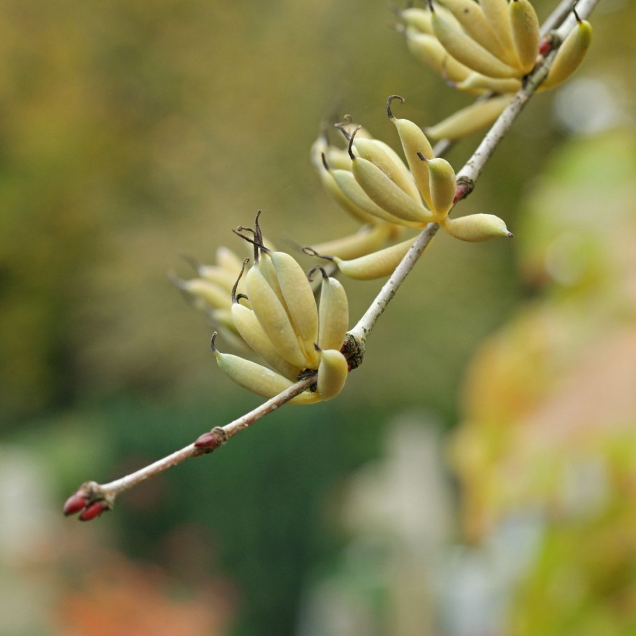 Cercidiphyllum japonicum цветы