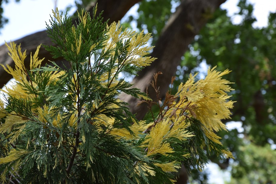 Cercidiphyllum japonicum
