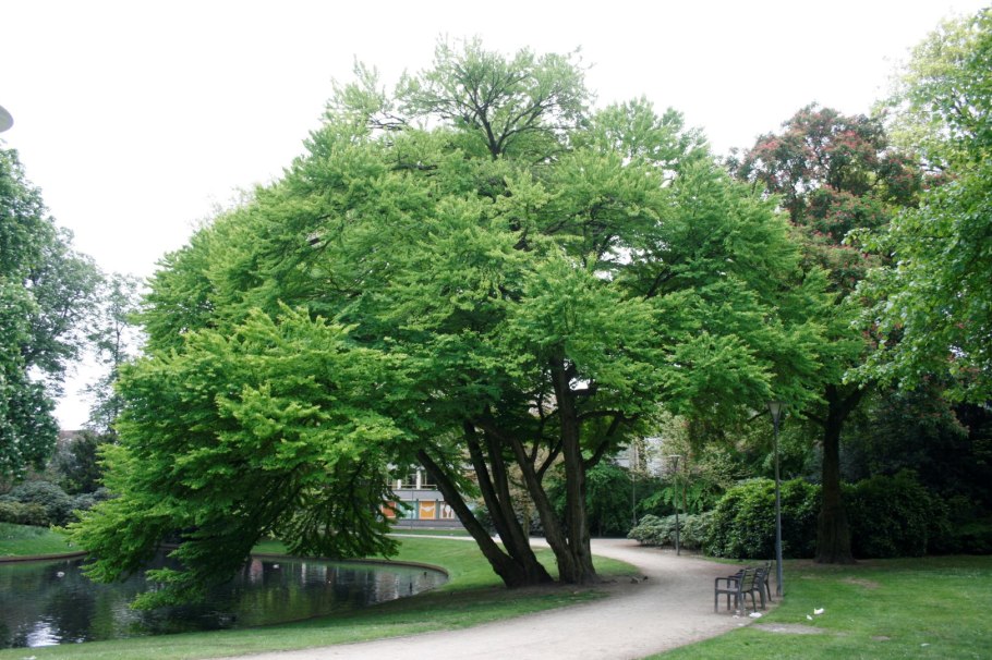 Cercidiphyllum japonicum багряник японский