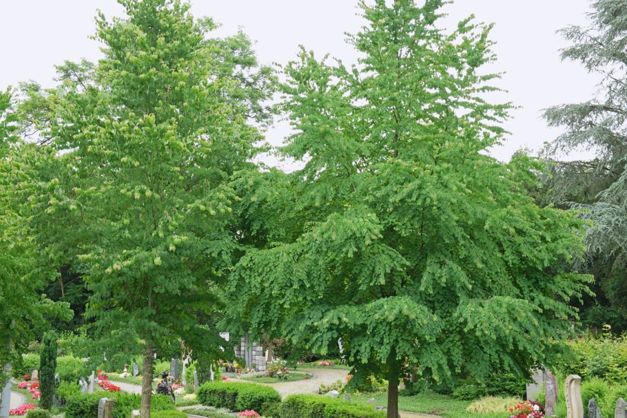 Багряник японский cercidiphyllum japonicum
