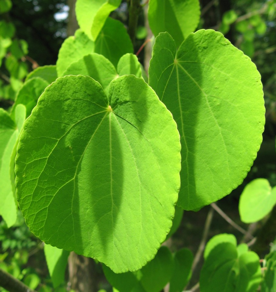 Cercidiphyllum Magnificum