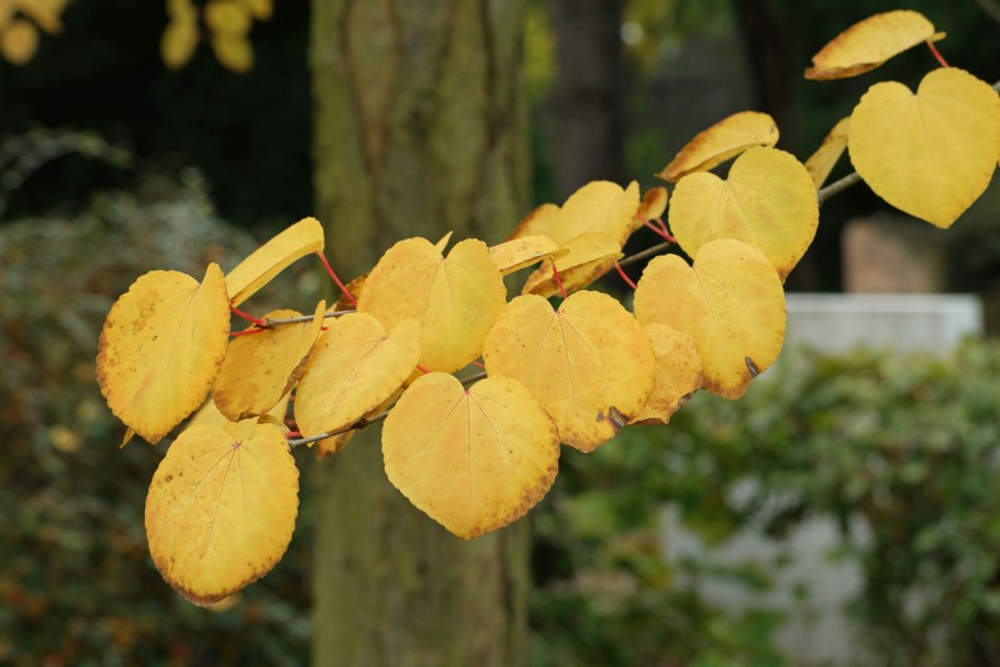 Багряник японский