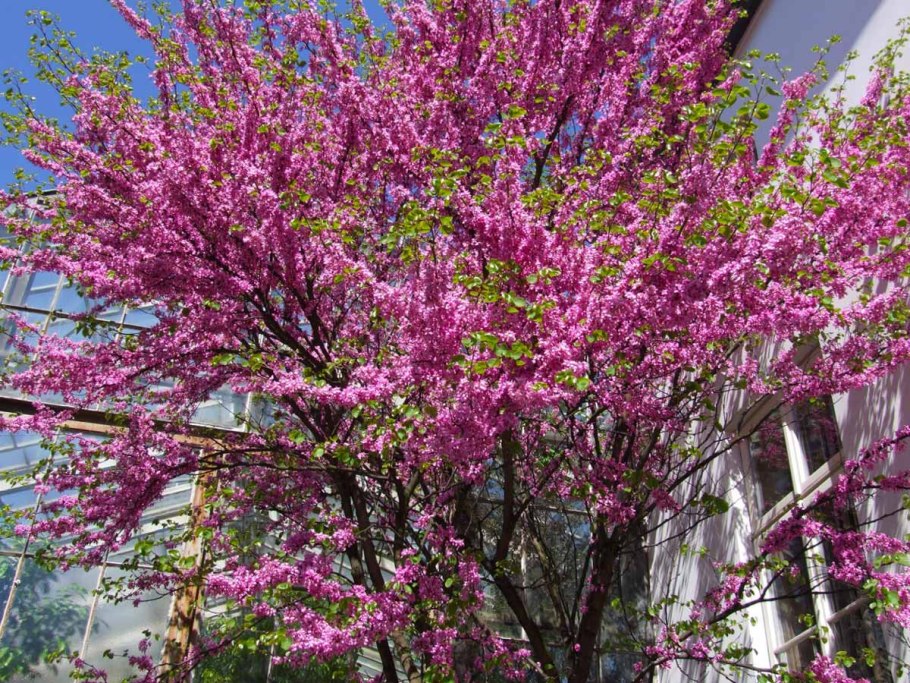 Cercidiphyllum japonicum 'Pendulum'