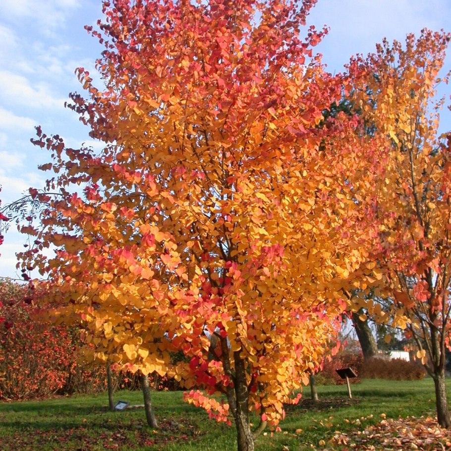 Багряник японский