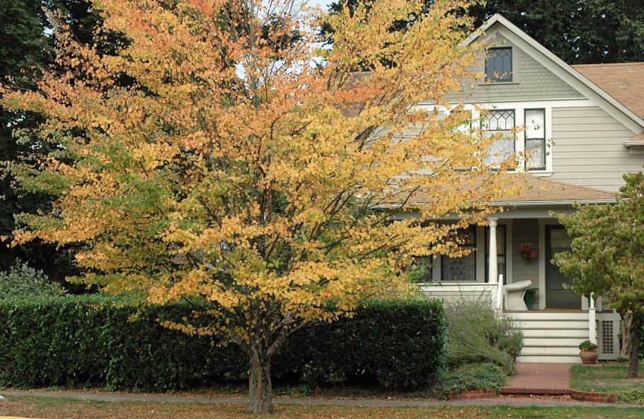 Багрянник японский