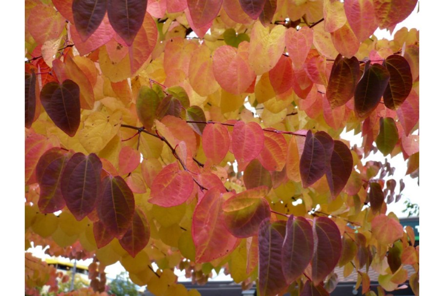 Cercidiphyllum japonicum (Церцидифиллум)