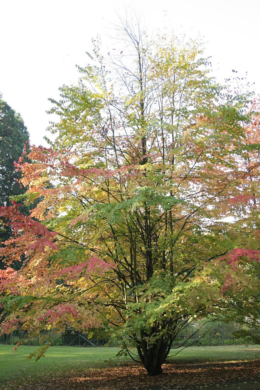 Cercidiphyllum japonicum 'Glowball'