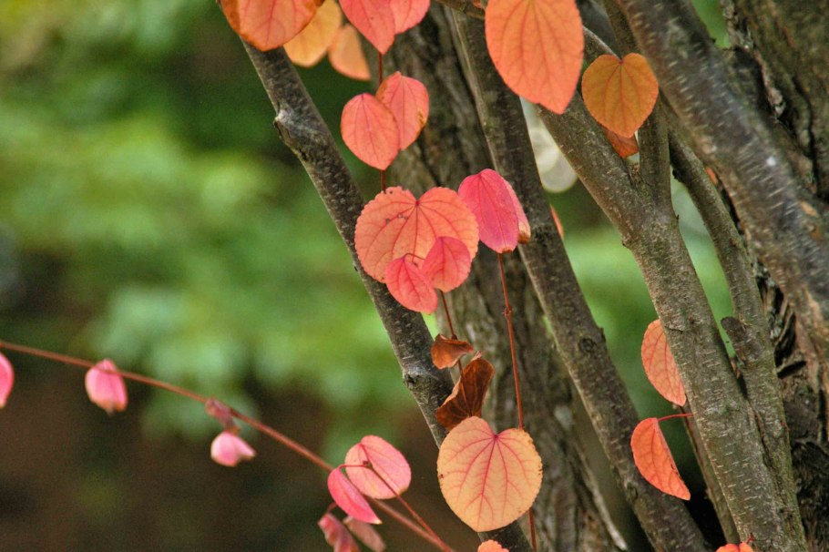Cercidiphyllum japonicum