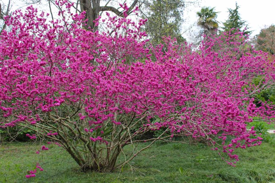 Багрянник японский Cercidiphyllum japonicum