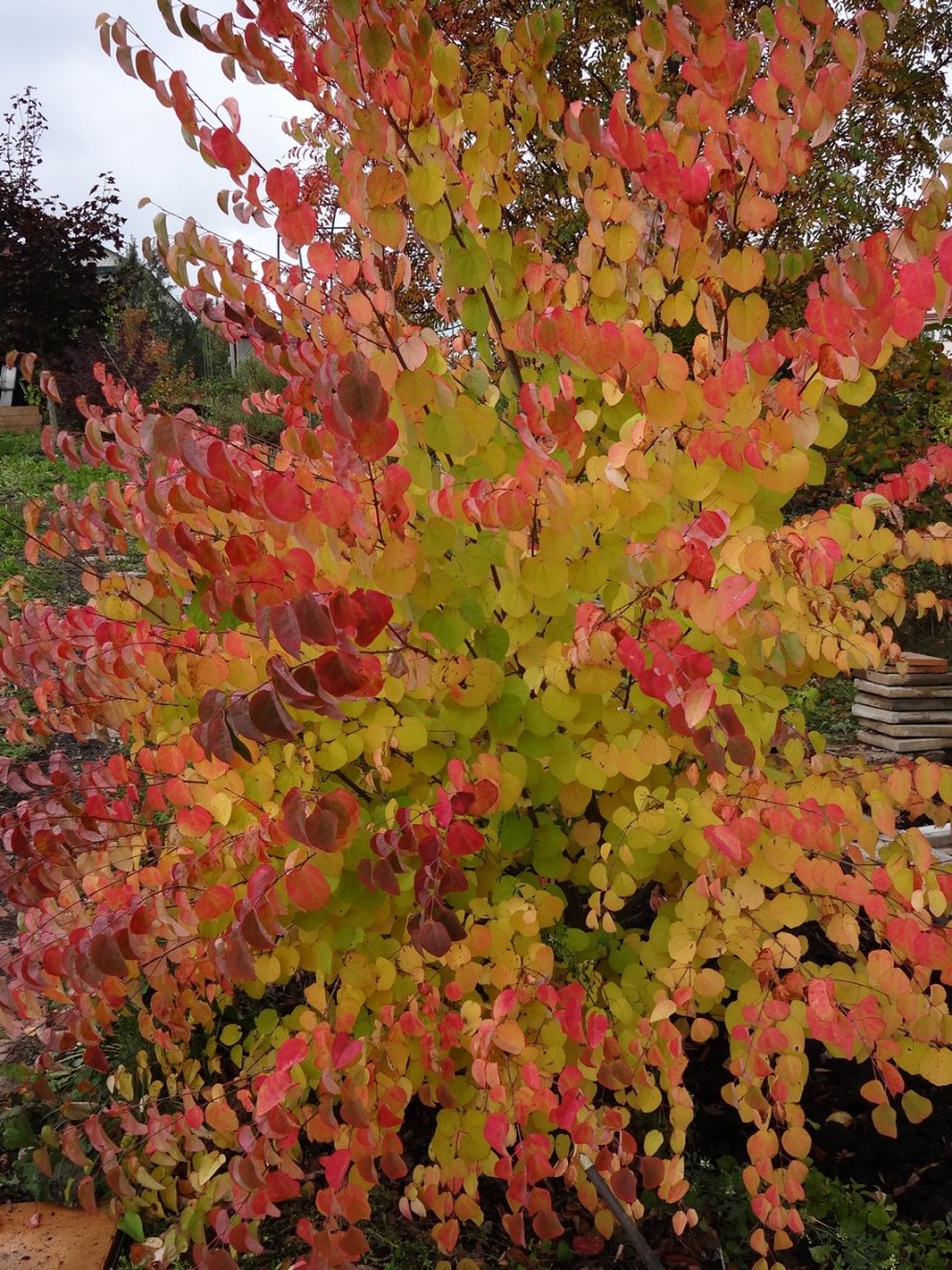 Cercidiphyllum japonicum цветение