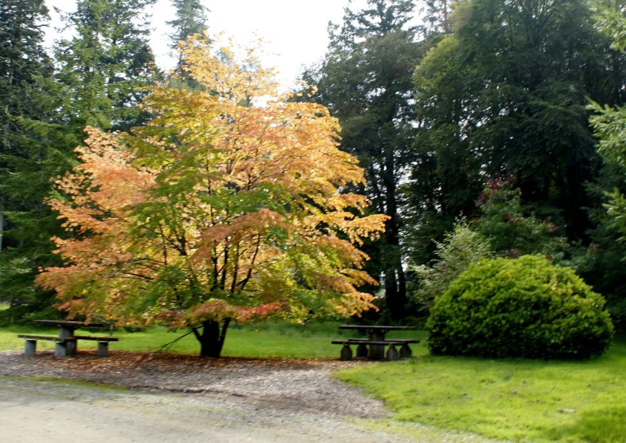 Cercidiphyllum japonicum багряник японский