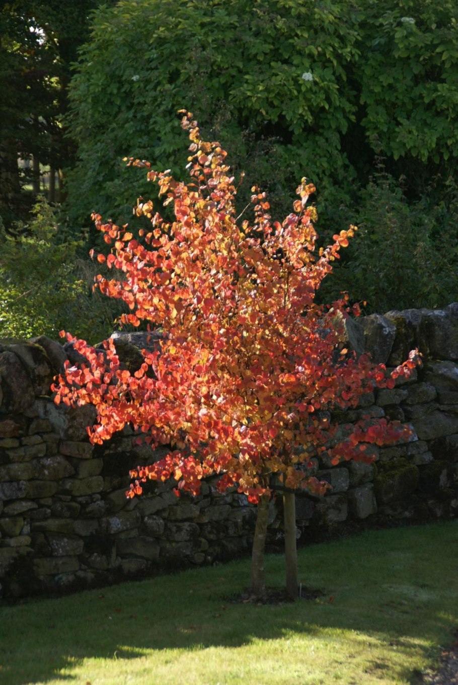 Багряник японский