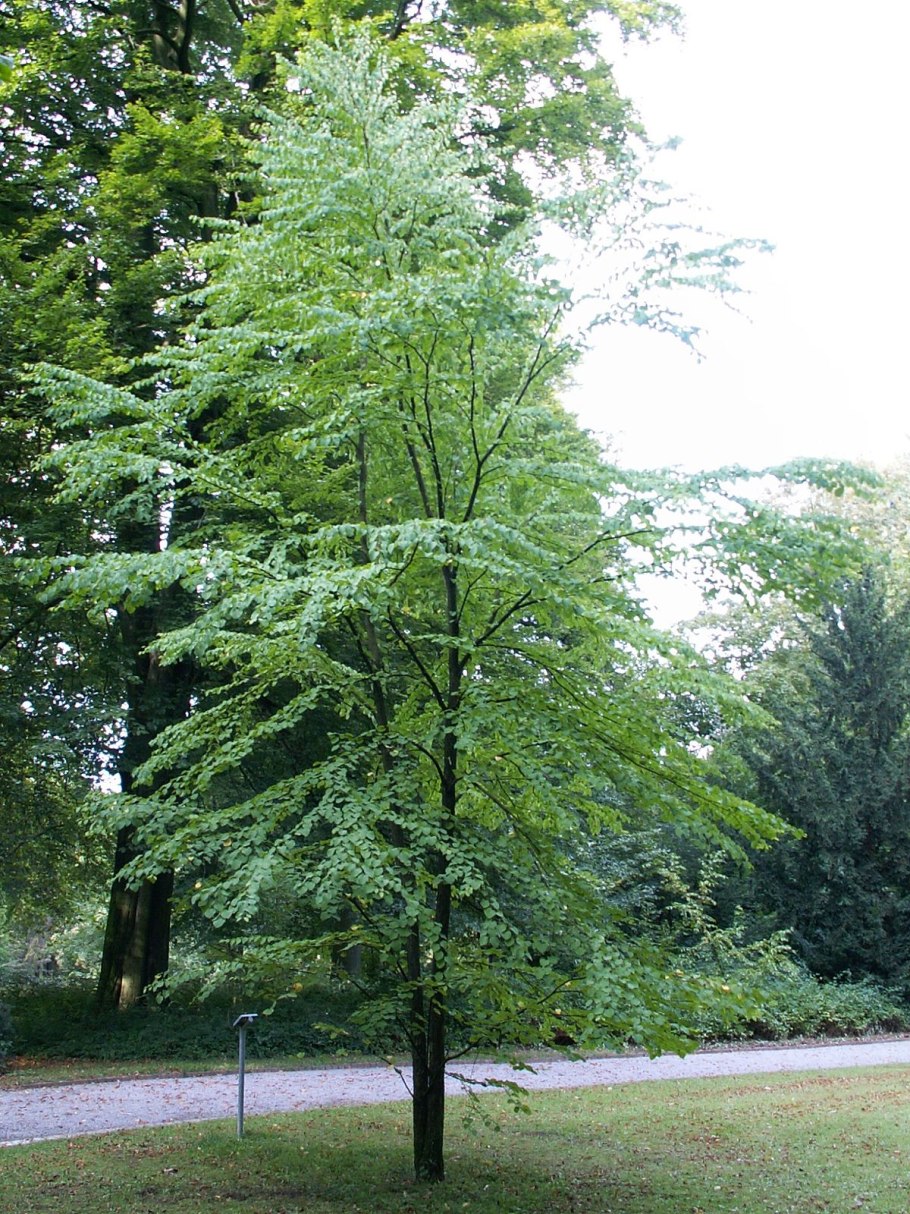 Ulmus glabra lutescens