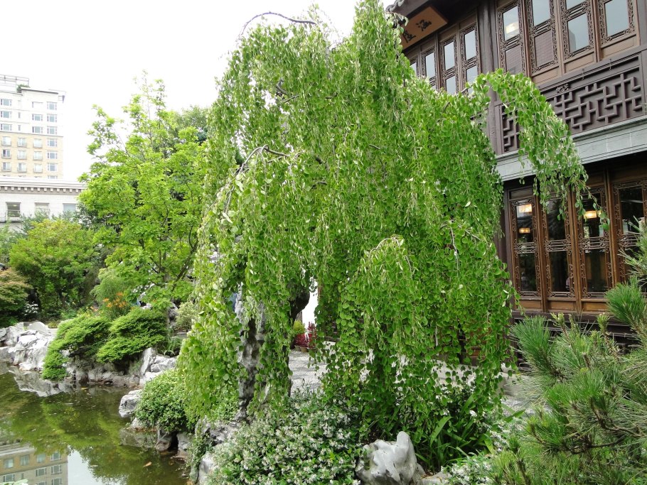 Кацура дерево японская