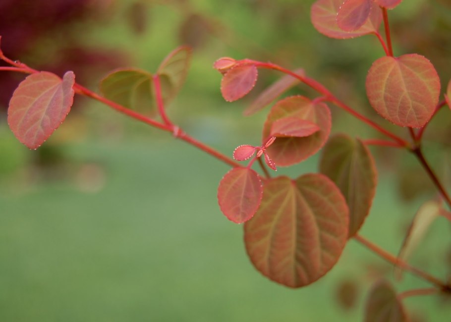 Cercidiphyllum japonicum Mill.