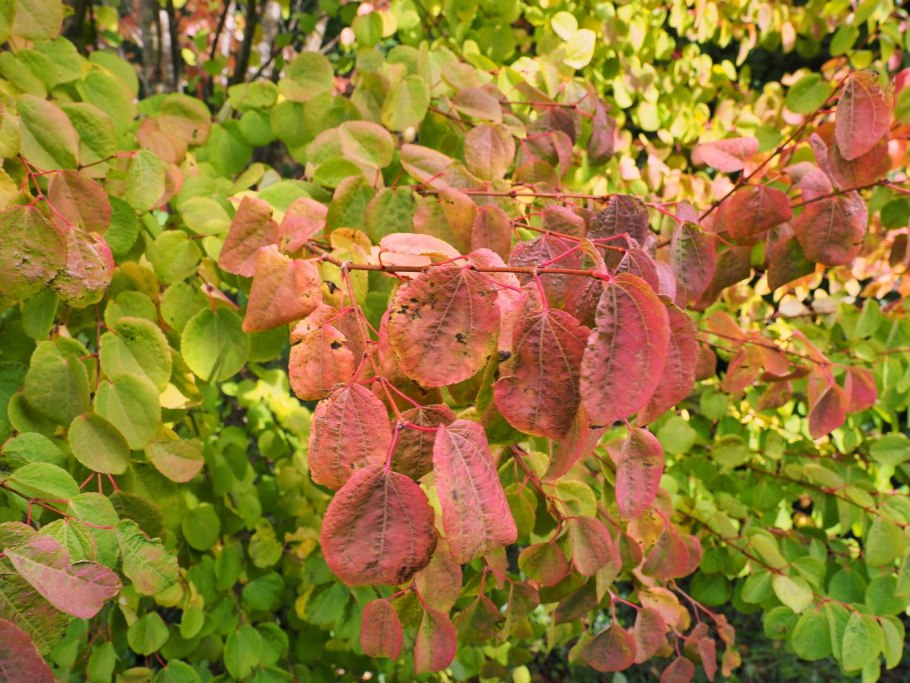 Дерево , Cercidiphyllum