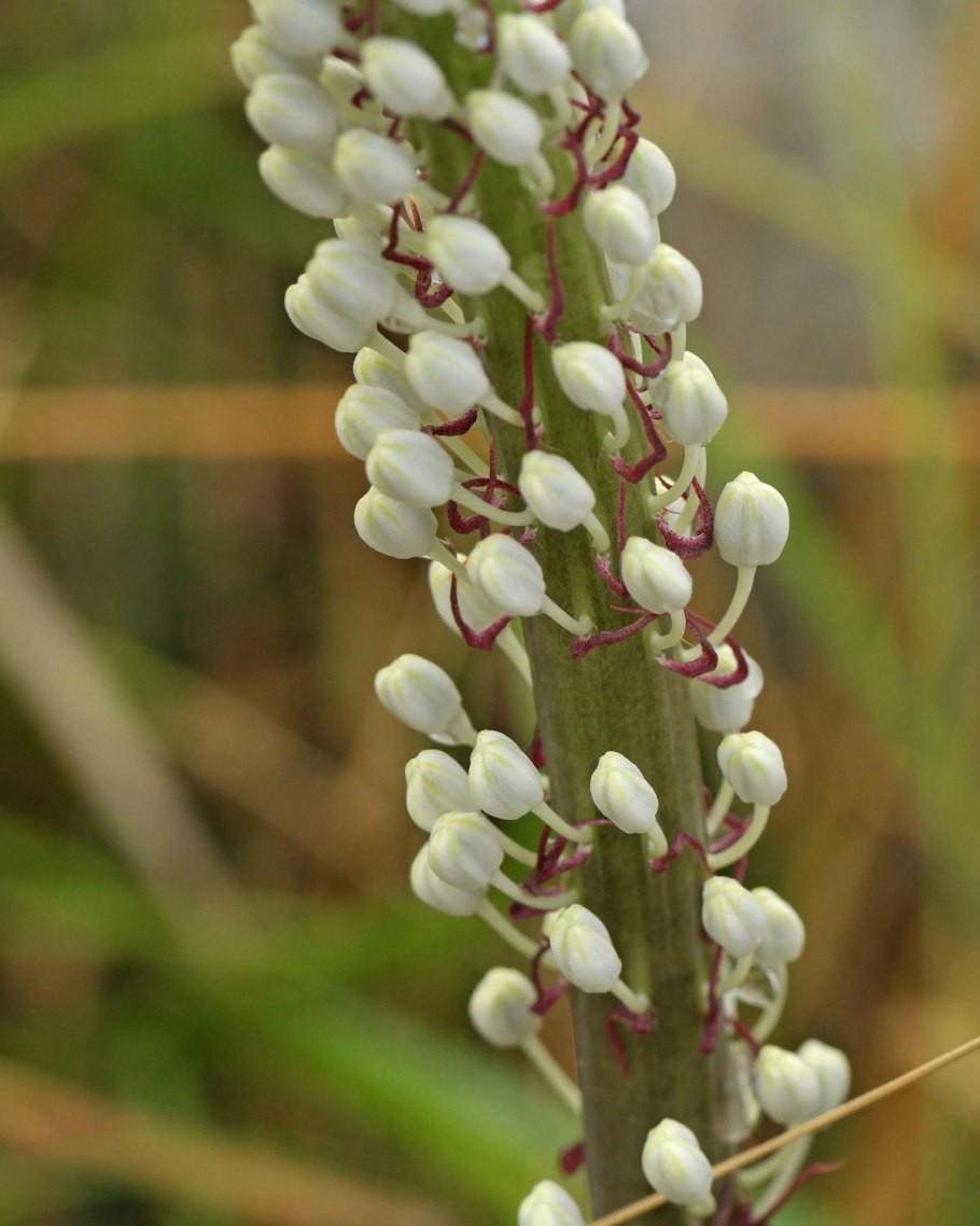 Дримия морская