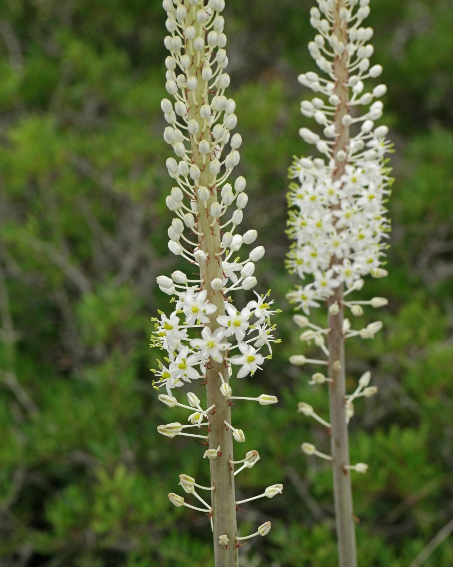 Дримия Приморская