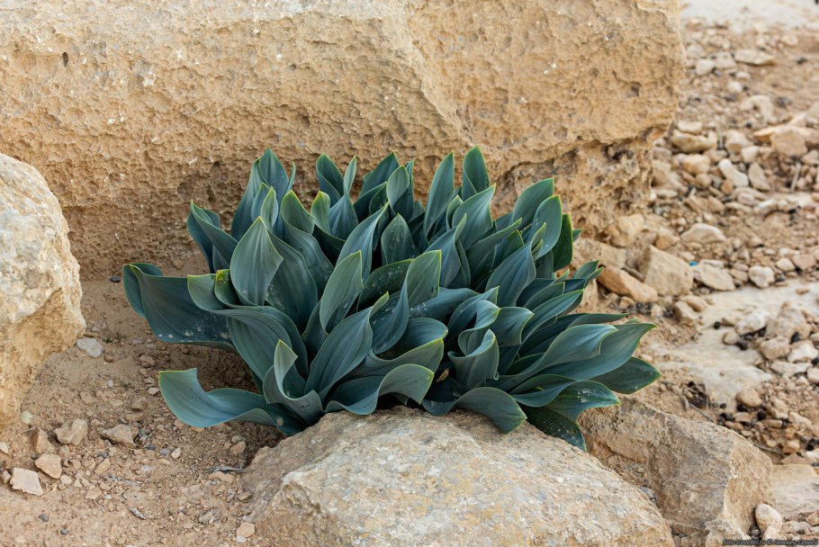 Дримия Приморская