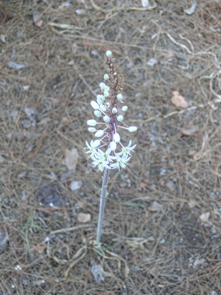 Дримия Маритима