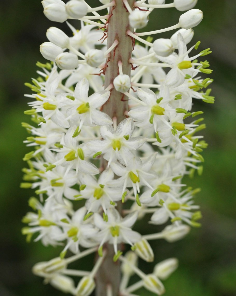 Дримия Унифлора