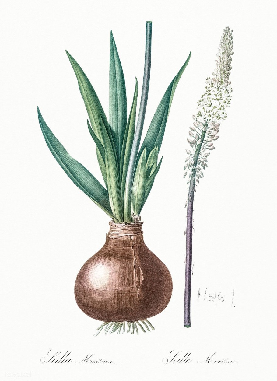Scilla maritima — Сцилла — морской лук