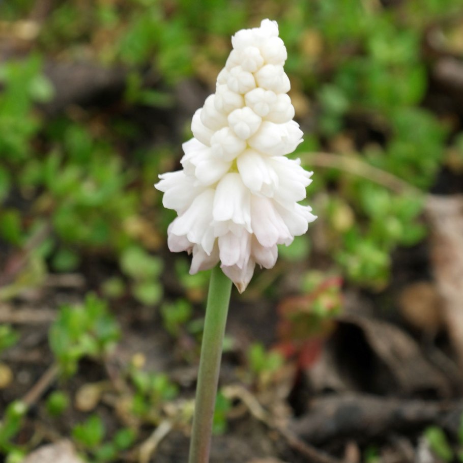 Растение Drimia