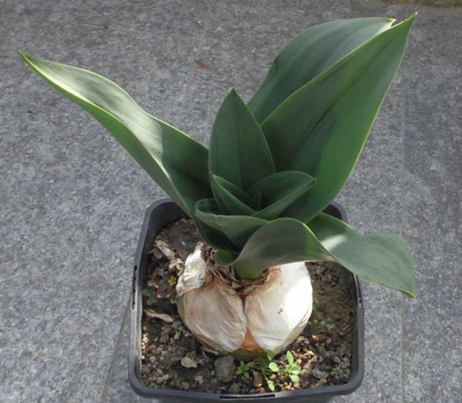 Морской лук Дримия