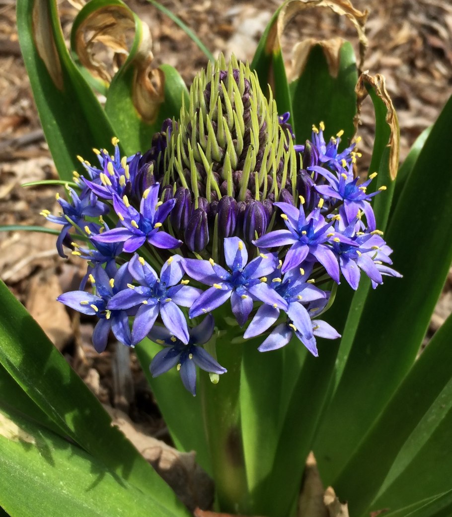 Scilla maritima — Сцилла — морской лук