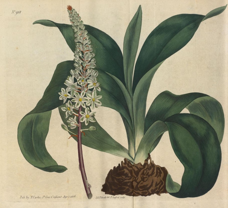 Ургинея морской лук