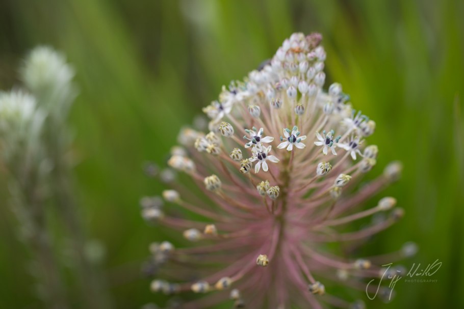 Дримия Приморская