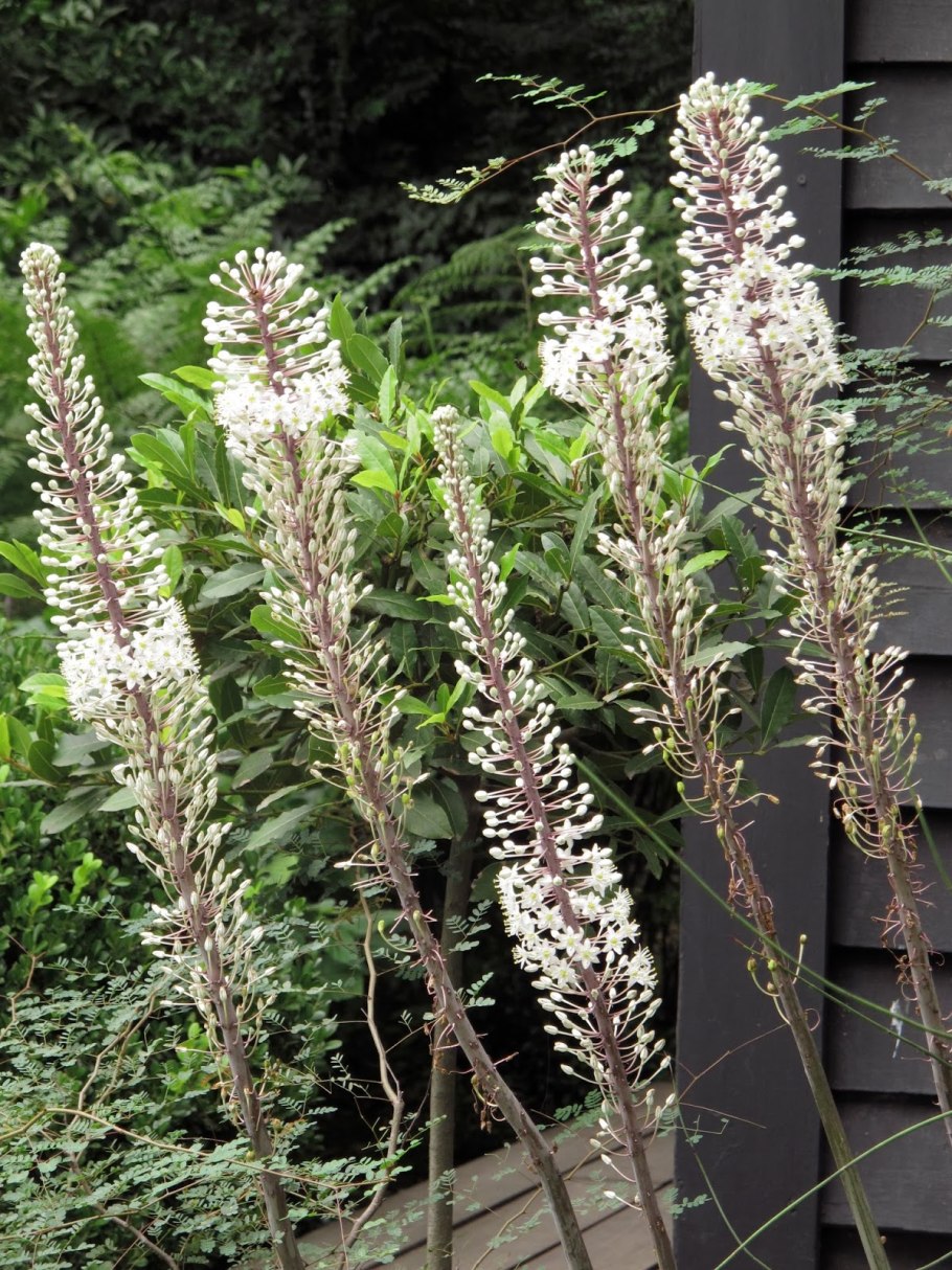 Drimia haworthioides