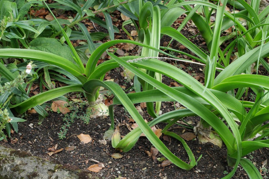 Морской лук Drímia marítima