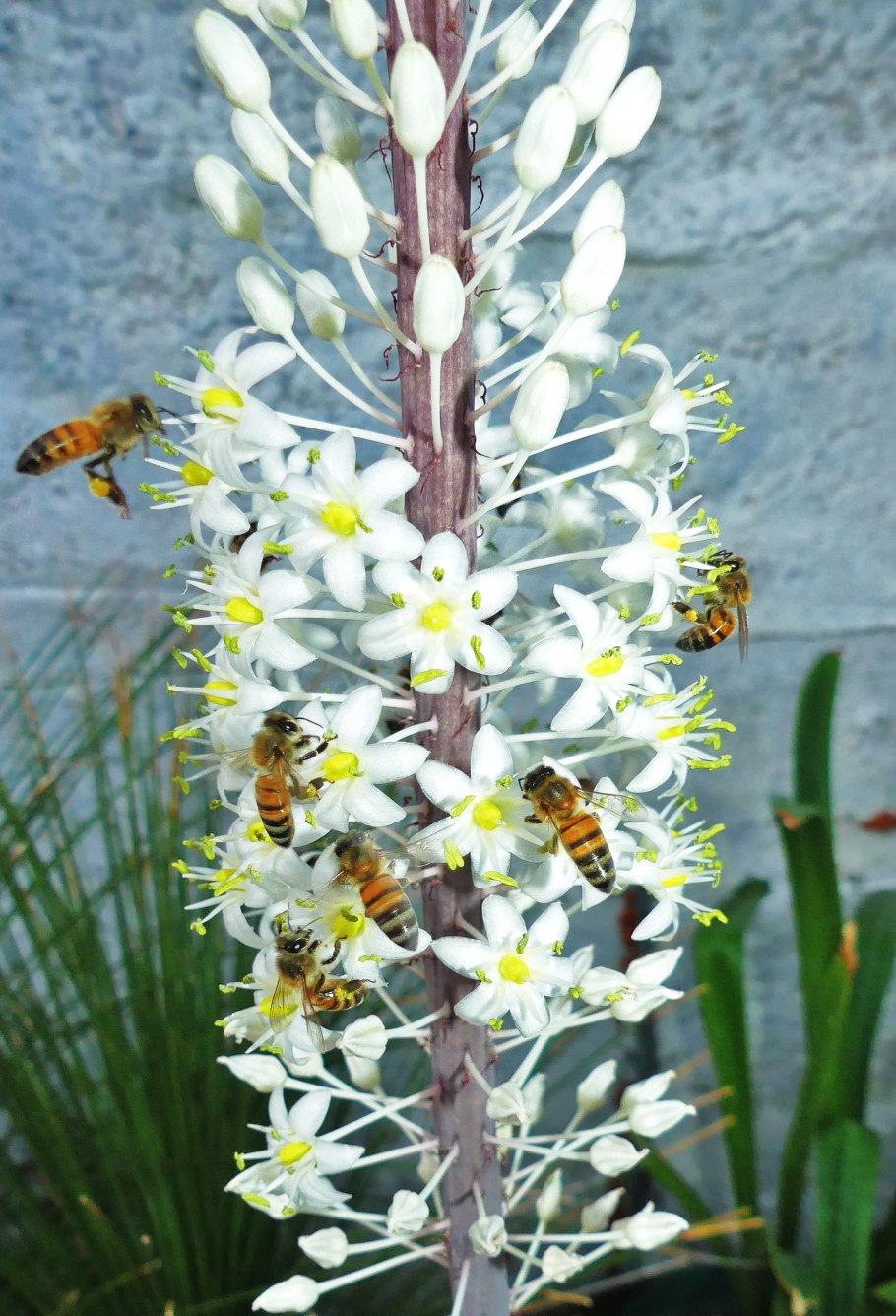 Дримия Унифлора