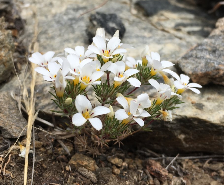 Linanthastrum nuttallii