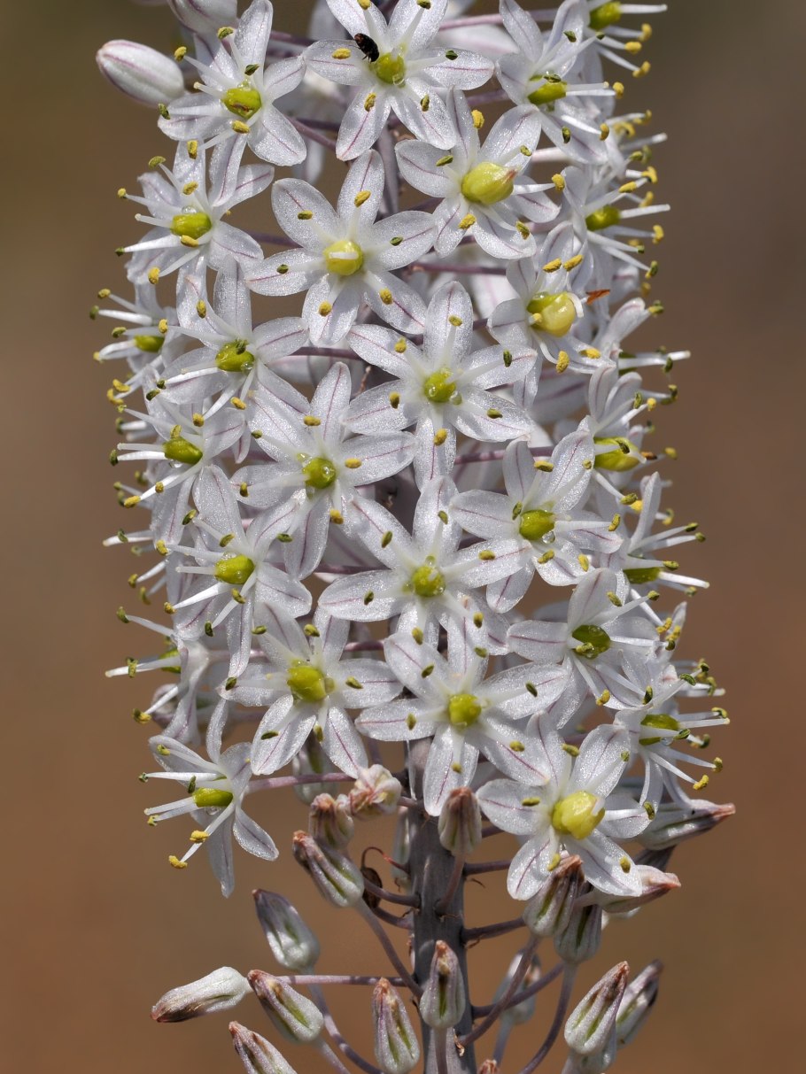 Дримия Приморская