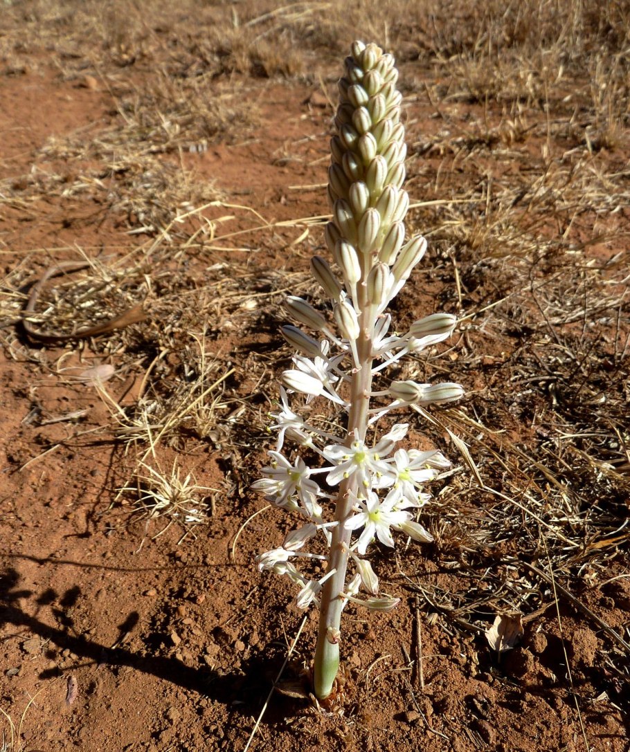 Scilla maritima цветок