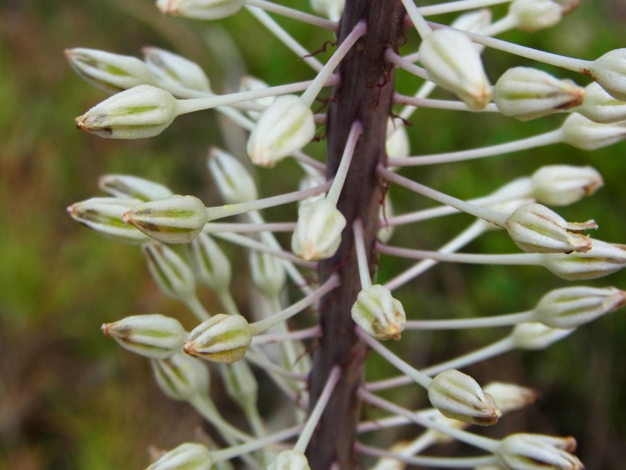 Дримия Приморская фото