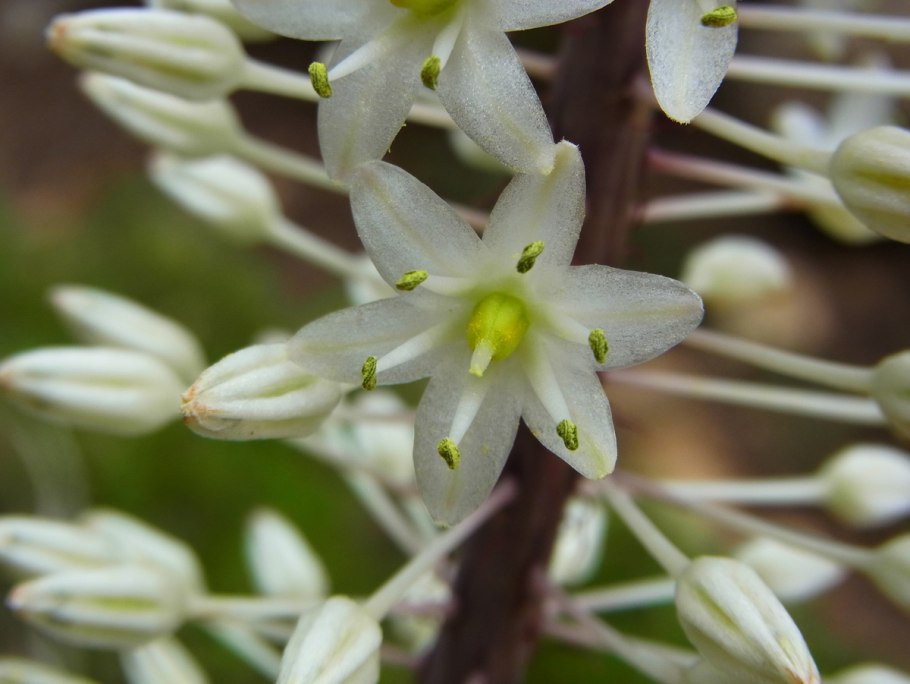 Дримия Приморская