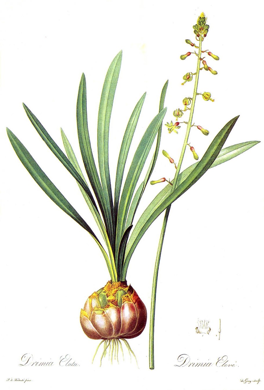 Дримия Медиа