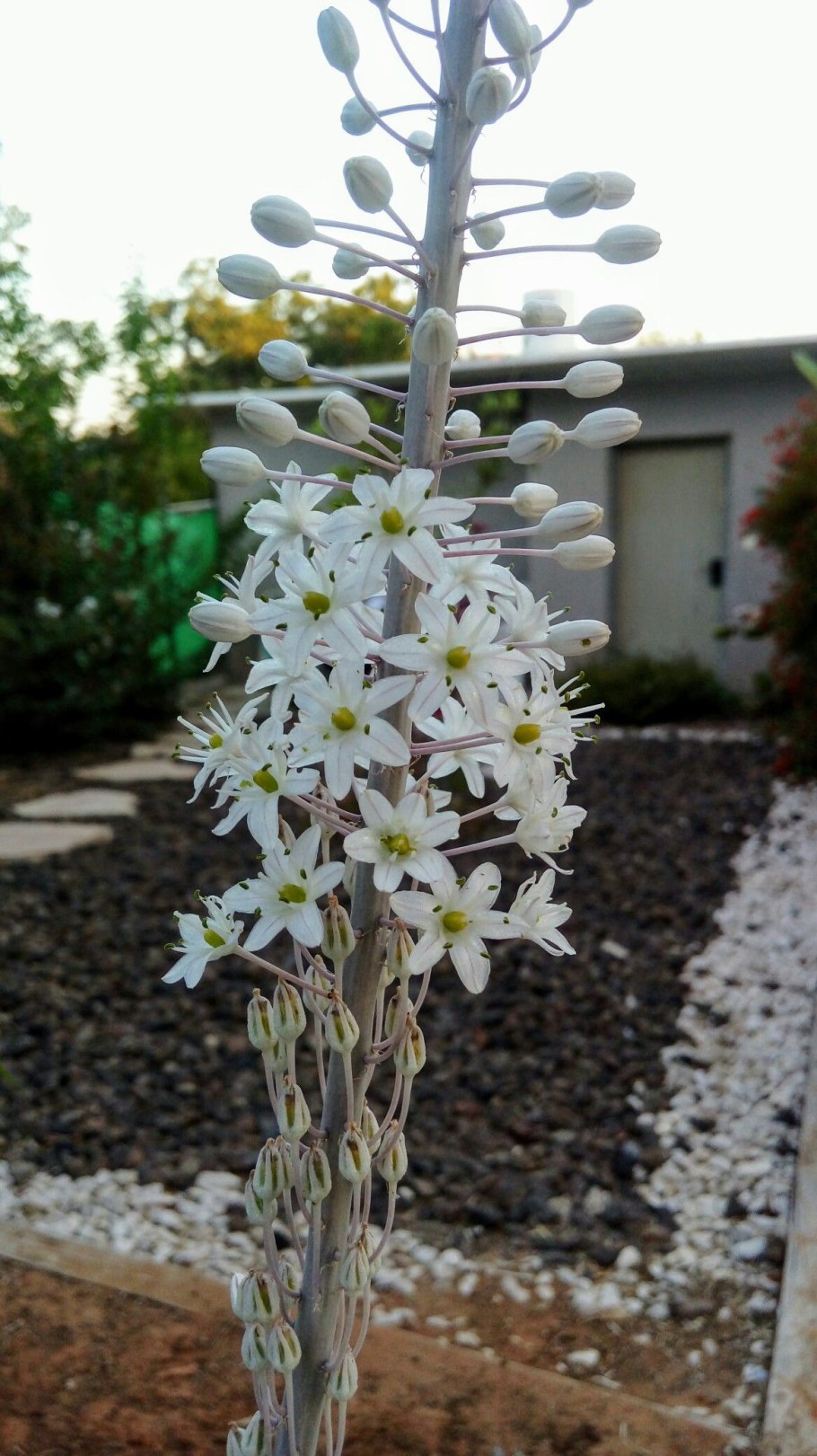 Ургинея морской лук